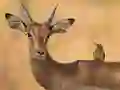 Gêm Wild Deer Jigsaw ar-lein