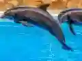Gêm Sea Dolphin Jigsaw ar-lein