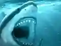 Gêm Hungry Shark ar-lein