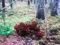 Gêm Bernati Forest Adventure ar-lein