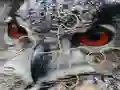 Gêm Wild owl Jigsaw ar-lein