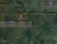 Gêm Bunny Adventure ar-lein