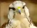 Gêm Gyrfalcon Jigsaw ar-lein