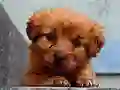 Gêm Puppy Puzzle ar-lein