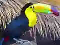 Gêm Toucan Bird Jigsaw ar-lein