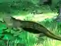 Gêm Lizard Forest Escape ar-lein