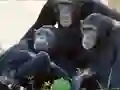 Gêm Funny Chimpanzee Jungle Escape ar-lein
