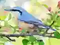 Gêm Hidden Spots Birds ar-lein