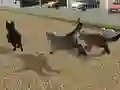 Gêm Run Cat Cat Race ar-lein