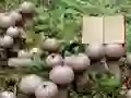 Gêm Lycoperdon Mushroom Land Escape ar-lein