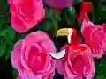 Gêm Precious Rose Escape ar-lein