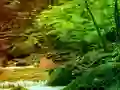 Gêm Peaceful Rainbow Forest Escape ar-lein