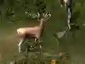 Gêm Sniper Hunting Deadly Animal ar-lein