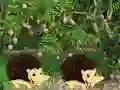 Gêm Escape From Mango Farm ar-lein