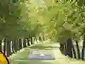 Gêm Pair of Cat Escape ar-lein