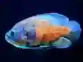 Gêm Tiger Fish Jigsaw ar-lein