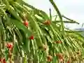 Gêm Dragon Fruit Animal Escape ar-lein