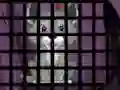 Gêm Trapped Wolf Rescue ar-lein