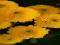 Gêm Chrysanthemums Jigsaw ar-lein