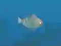 Gêm Fish Companions ar-lein