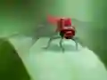 Gêm Dragon Fly Jigsaw ar-lein