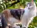 Gêm Rotate Puzzle - Cats and Dogs ar-lein