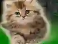 Gêm Couple Kitten Escape ar-lein