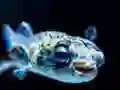 Gêm Puffer Fish Jigsaw ar-lein