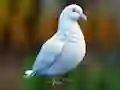 Gêm Realistic Pigeon Rescue ar-lein