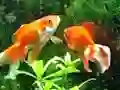 Gêm Blue Fish Escape ar-lein