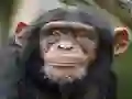 Gêm Chimpanzee Jigsaw ar-lein