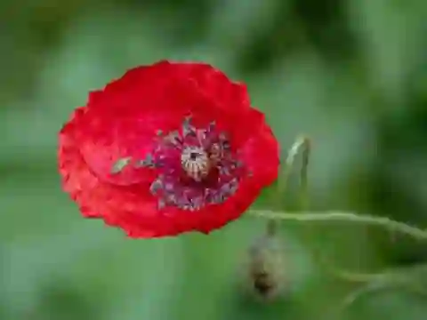 Gêm Poppy Nature Flower Jigsaw ar-lein