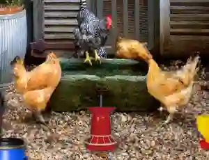 Gêm Poultry Farm Easter Escape ar-lein