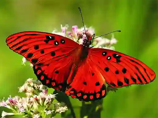 Gêm Nature Jigsaw Puzzle Butterfly ar-lein