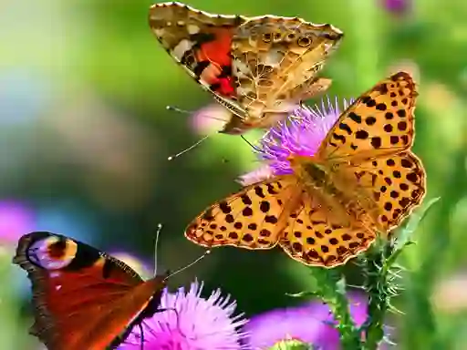 Gêm Butterfly Slide ar-lein