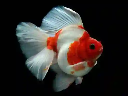 Gêm Gold Fish Jigsaw Puzzle ar-lein