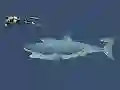 Gêm Mad Shark ar-lein