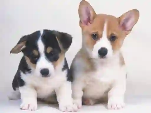 Gêm Cute Puppies Puzzle ar-lein
