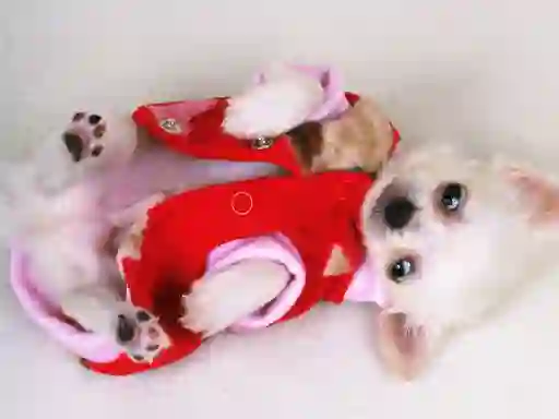 Gêm Lovely Puppy Slide ar-lein