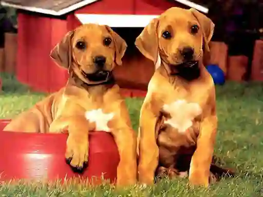 Gêm Puppy Pairs Puzzle ar-lein