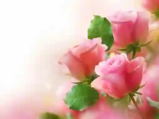 Gêm Pink Roses ar-lein