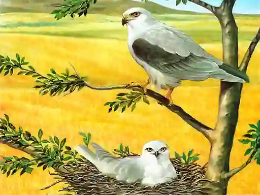 Gêm Birds Of Prey Puzzle ar-lein