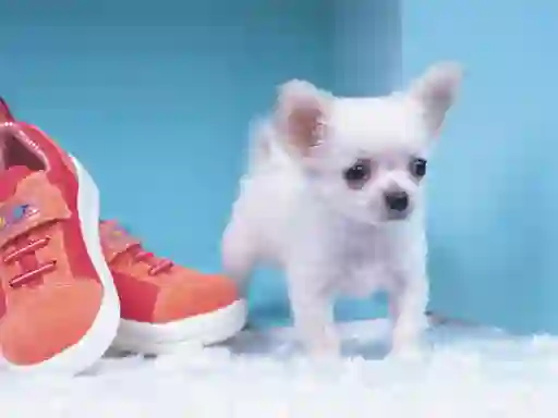 Gêm Lovely Puppy Puzzle ar-lein