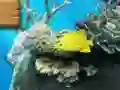 Gêm Big fish eats small ar-lein