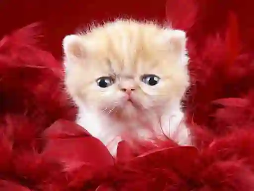 Gêm Funny Kitty ar-lein