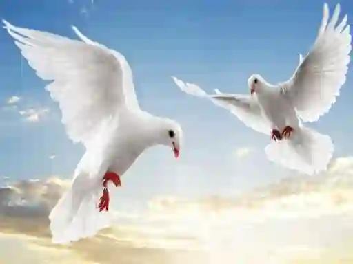 Gêm Flying Birds ar-lein