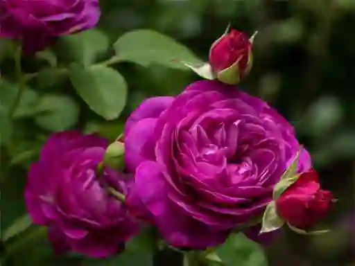 Gêm Purple Roses ar-lein