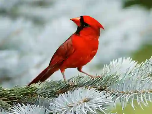 Gêm Birds Puzzle ar-lein