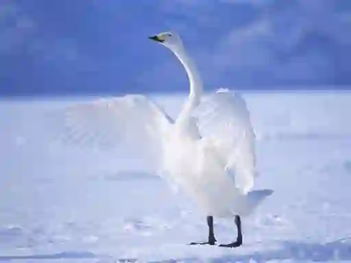 Gêm Graceful Swans ar-lein