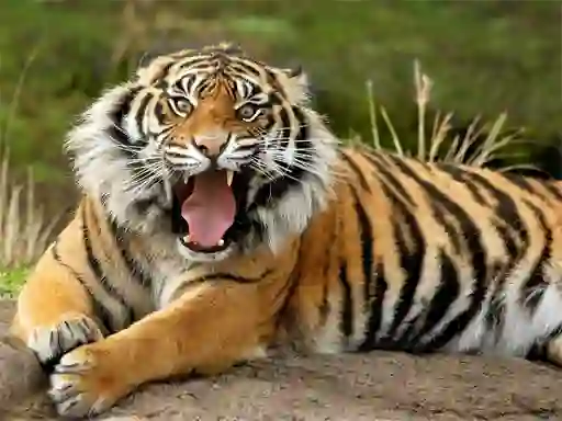 Gêm Animals Jigsaw Puzzle Tiger ar-lein